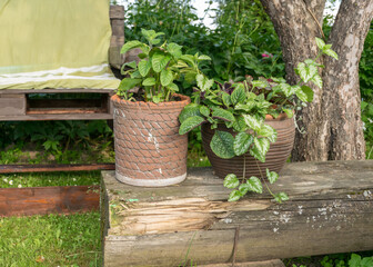 garden flowers in pots, flowering plants and flowers in the summer garden