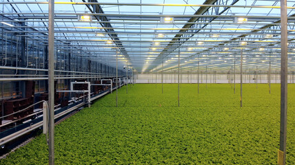 Tomatoes growing in a greenhouse. Organic vegetable greenhouse garden. Tomato bunch.