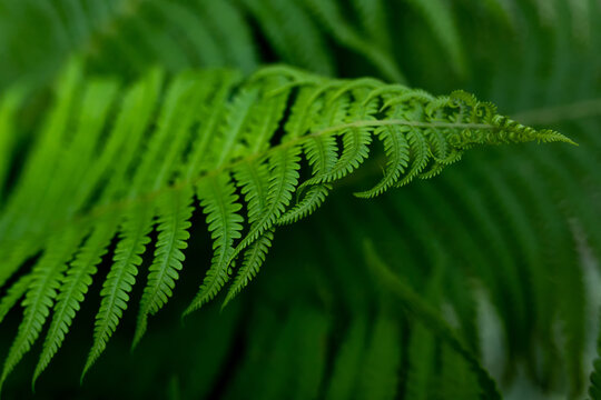 Garden fern. Green natural backdrop from green fresh leaves of fern plant growing in a park or garden. Close-up of an ornamental garden perennial plant.