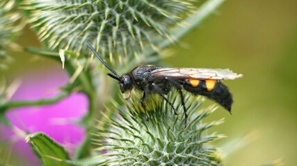 Scarab hunter wasp on a Scottish thistle seed pod in a field in Cotacachi, Ecuador