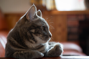 見つめる猫, 子猫, 灰色の猫, ねこ, グレーの猫, 銀色の猫, 猫, 