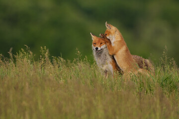 Fox cub playing with the mother fox on the meadow - 440076645