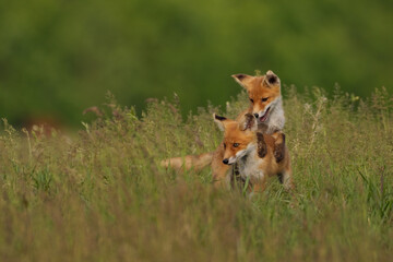 Little fox cubs in the meadow