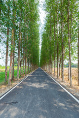 Long road have trees on siding and sunlight on sunny day.