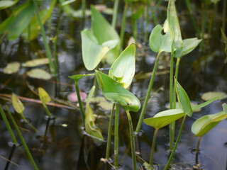 Damselfly on Water Lily Leaf