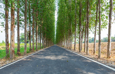 Long road have trees on siding and sunlight on sunny day.