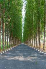 Long road have trees on siding and sunlight on sunny day.