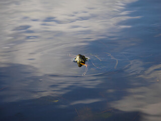 Turtle in Water