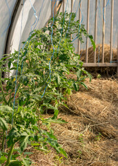 healthy tomato seedlings in a greenhouse, land mulched with hay, growing vegetables, gardening as a hobby, home-grown tomatoes