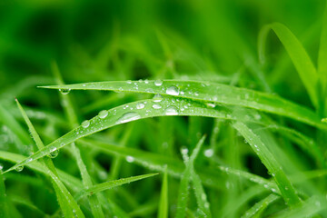 Obraz premium beautiful water droplets on a leaf or grass