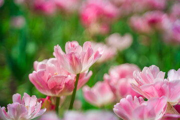 Fototapeta na wymiar Field with pink flowers, beautiful natural background
