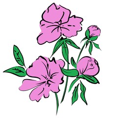 Hand drawn pink flowers peonies vector illustration, Sketch flower