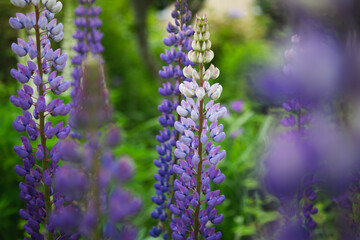 ノボリフジ , 昇藤, 紫, ルピナス
