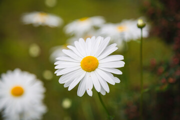 白い花, デイジー, 花