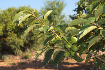 Branch of a persimmon tree with immature fruits