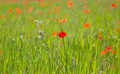 Poppy in a poppy field during summer