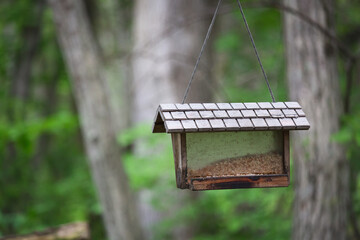 野鳥, 餌台, 巣箱, 野鳥待ち, 木, 自然