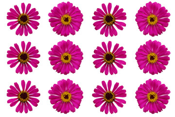 Top view of purple zinnia violacea flower isolated on white background