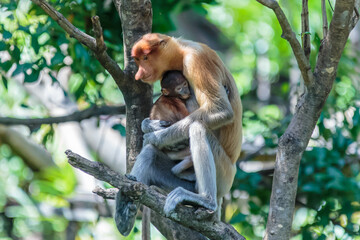 The proboscis monkey (Nasalis larvatus) or long-nosed monkey is a reddish-brown arboreal Old World monkey with an unusually large nose. It is endemic to the southeast Asian island of Borneo.