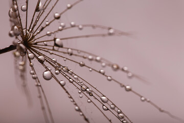 Background of dandelion with water drops.