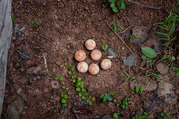 Eggs of Turtle or snapping turtle on the floor. top view