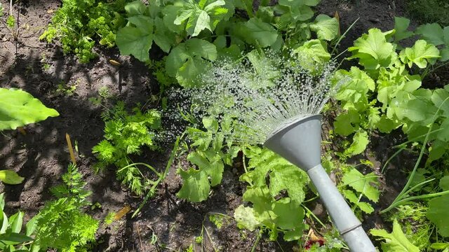 Gie&szlig;en von jungen Gem&uuml;sepflanzen an einem sonnigen Vormittag.
