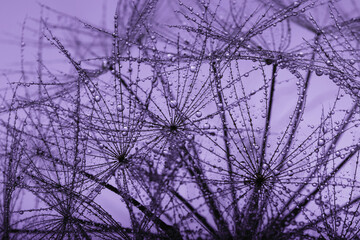 Background of dandelion with water drops.