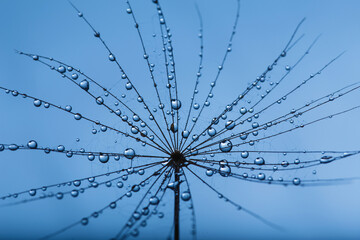 Background of dandelion with water drops.