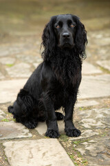 Sitting dog with black fur