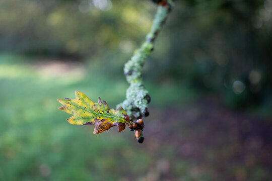 small oak tree branch with new buds isolated on a natural parkland background