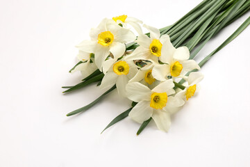 Beautiful daffodils on white background