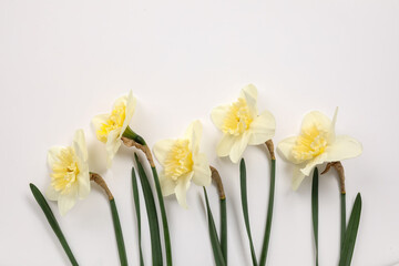 Obraz na płótnie Canvas Beautiful daffodils on white background
