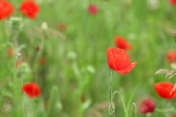 Beautiful poppy flowers in field