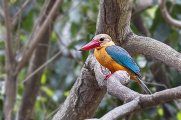 Stork-billed Kingfisher (Pelargopsis capensis)on the branch in nature of Thailand 