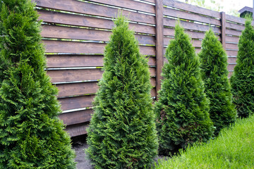Beautiful young green thuja on the background of a wooden fence.