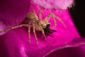 Brown spider eating fly on pink flower