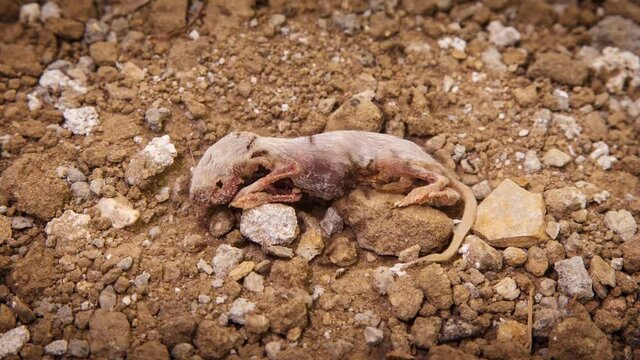 Time Lapse of ants eating a baby mouse.