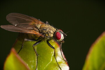 Close up of fly with red eyes on green leaf