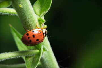 Spotted ladybug or ladybird on green leafy stem