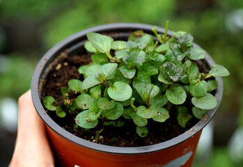 Moroccan mint, from which spices are made and which is added to the Mojito cocktail.      
