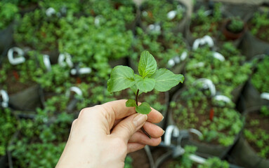 Moroccan mint, from which spices are made and which is added to the Mojito cocktail.      