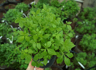 Chinese potted plant jiaogulan gynostemma (Gynostemma five-leafed) 