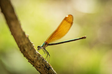 libelula