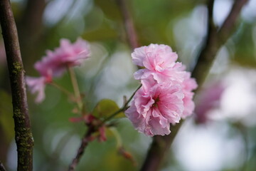 pink tree. pink flowers. pink blossom. 