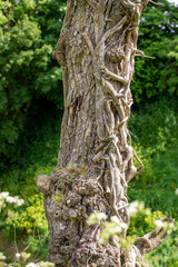 Old textures on tree trunk close up