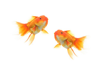 Goldfish swimming on white background with clipping path(Goldfish Oranda)