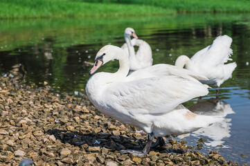 White graceful swans in the river near shore. Bird stands on small stones.