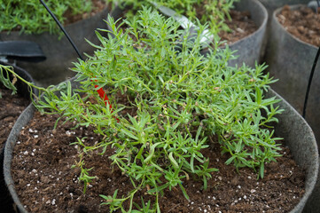 Pots in a greenhouse with a spicy plant Lavender Bandera purple