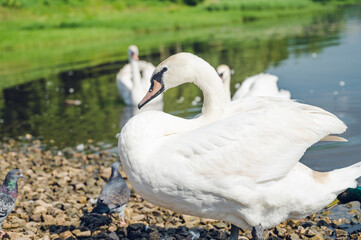 Obraz premium White graceful swans in the river near shore. Bird stands on small stones.