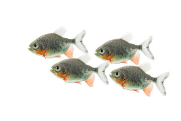 Piranha fish - Serrasalmus nattereri isolated on white background